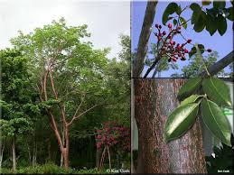 Blush rush bouquet $94.95 buy now >. Native Plants Of The Florida Keys Flashcards Quizlet