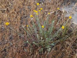 Image result for Cycnium recurvum