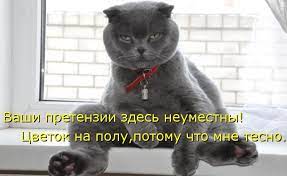 Приколы с вислоухими котами и кошками | МУРКОТИКИ