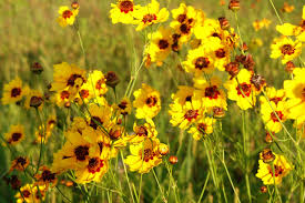 We did not find results for: The Berlandiera Lyrata Or Chocolate Daisy Smells Like Dessert