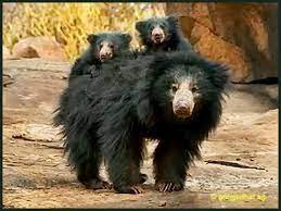 Sloth Bear Melursus Ursinus Dancing Bears Were Historically A Popular Entertainment In India Dating Back T Sloth Bear Animals Beautiful Pictures Of Sloths