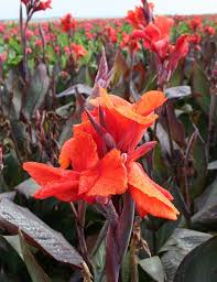 Pin On Humming Bird Garden