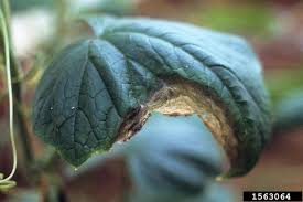 Image result for Botrytis cinerea