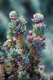Image result for Monsonia glauca