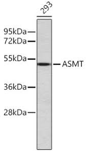 Cf405m is spectrally similar to and as. Asmt Antibody Mybiosource