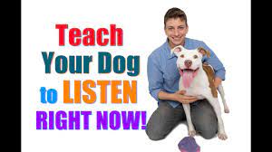 What is the best dog to get? How To Get Your Unfocused Dog To Listen To You Right Now Leave It Look At Me Combo Youtube