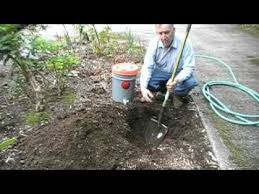 Process in a blender until it is a fine powder and sprinkle around the base of each plant. Pin On Garden