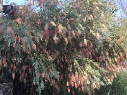 Image result for Callistemon