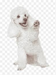 Toy poodles are less than 10 inches tall. Miniature Poodle Png Images Pngegg