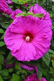 Hibiscus Jazzberry Jam Hibiscus Flowers Hibiscus Plant Hardy Hibiscus