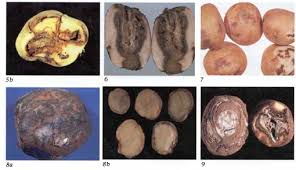 Detection Of Potato Tuber Diseases Defects Fact Sheet