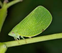 Image result for Aneilema chrysopogon