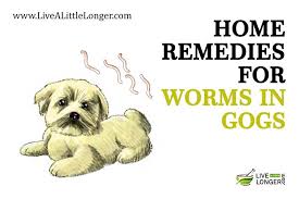 Note The Best Home Remedies For Worms In Dogs De Worming A Dog Can Be Done At Home But Be Careful About The Dosage Worms In Dogs Garlic For Dogs Can Dogs