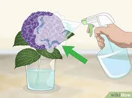 Shop by type, color, zone & more. How To Keep Hydrangeas Alive 14 Steps With Pictures Wikihow