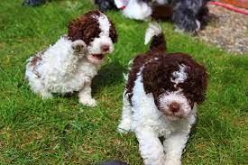 The lagotto truly is a unique breed that is highly intelligent, extremely versatile and trainable. Curly Coats Lagotto Dogs Avilable For Sale Curly Coats Lagotto Romagnolo Zuchter Des Italienischen Wasserhundes