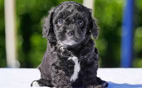 Download Wallpapers Maltipoo Dog 4k Small Black Puppy Cute Animals Curly Dogs Besthqwallpapers Com Maltipoo Dog Puppies Maltipoo Puppy