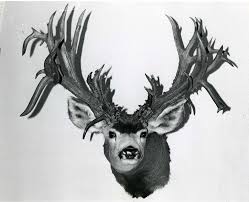 The boone and crockett score, or b&c as it has come to be abbreviated, is so common that when someone ask, what's he score, it's already although there are other methods to score deer antlers, the boone and crockett system does a very good job at measuring key antler parameters. The Top 40 Typical And Nontypical Mule Deer Of All Time