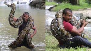 Anda bisa memperbesar gambar untuk memperjelas. Ular Sawa Batik Seberat 220kg Jadi Haiwan Peliharaan Lelaki Dari Pulau Pinang Ini