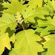 We did not find results for: Hydrangea Quercifolia Little Honey Nurseries Online
