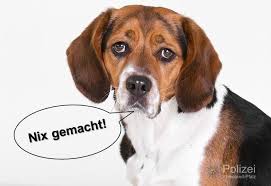 Wir wollen uns einen hund holen, einen welpen.hunderasse: Speyer Beagle Randaliert In Der Wohnung Region