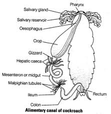 Spiracles Of Cockroach Which Are Larger And Always Kept Open Are