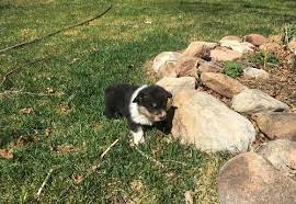 We did not find results for: Pembroke Welsh Corgi Puppy For Sale Adoption Rescue For Sale In Florence Colorado Classified Americanlisted Com