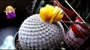 1yr · averagefloridateen · r/assholedesign. Stop Putting These On My Cactus Removing Fake Flowers On Cactii Youtube