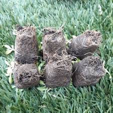 Image result for Lippia woodii