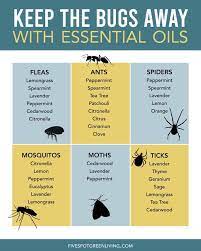 Did you know that you can use essential oils even in the garden? How To Use Essential Oils For Pest Control Five Spot Green Living