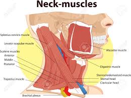 Your neck is like no other part of the vertebral spinal column and enables your head and neck a wide range of motion. Vector Illustration Of Neck Muscles Anatomy Royalty Free Cliparts Vectors And Stock Illustration Image 71430009