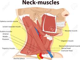 Several other muscles of the back also extend up to the neck region and are partly connected with the cervical part of the vertebral column, including the trapezius, levator scapulae, splenius, iliocostalis, longissimus, rotatores, semispinalis, interspinales, and intertransversarii muscles. Vector Illustration Of Neck Muscles Anatomy Royalty Free Cliparts Vectors And Stock Illustration Image 71430009