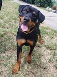 Get the tips you need to help find your rottweiler rescue organizations don't usually get as many puppies in as they do adolescents and adults, but it's definitely worth your time to check. Animal Ark Rescue On Twitter Calling All Rottie Lovers Kaiser Is A 6 Month Old Male Rottweiler He Is Now Available For Pre Adoption Adoptme Adoptdontshop Rescuedog Https T Co T11ewrnbt4 Https T Co Osq2nfasvk