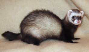 Ferret Wikipedia