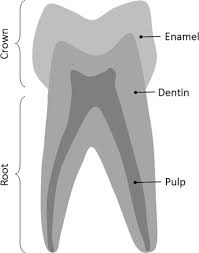 Image result for Dentition