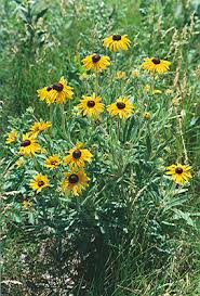 Image result for Rothia hirsuta