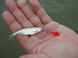 We did not find results for: The Best Bait For Crappie Baits Lures To Catch Crappie