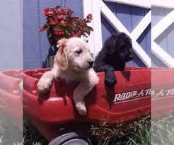These energetic labradoodle puppies are a cross between the standard poodle & the labrador retriever. View Breeder Profile Labradoodle Dog Breeder Near Michigan Holly Usa Subs 32232
