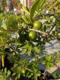 Image result for Diospyros lycioides