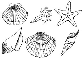 Muszelki kolorowanka | Muszelki, Kolorowanka, Projekty artystyczne