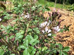 Image result for Cleome gynandra