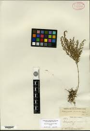 Image result for Selaginella lewalleana