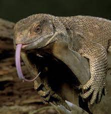 Monitor Lizards Breathing May Have Evolved Before Dinosaurs Monitor Lizard Lizard Reptiles Pet