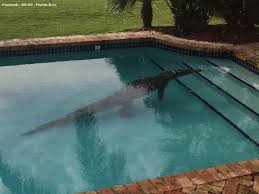 Il Decouvre Un Crocodile De Plus De 2m Dans Sa Piscine Tntv Tahiti Nui Television