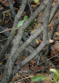 Image result for Bonamia mossambicensis