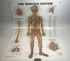 Details About The Nervous System Anatomical Chart Poster Laminated