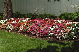Image result for Impatiens wallerana