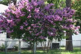 Some are true purple while others have light to dark purple flowers and every shade between. Crepe Myrtle Summer Survivor Dave S Garden