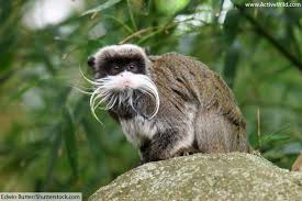 Animals That Start With T List Of Amazing Animals Beginning With T