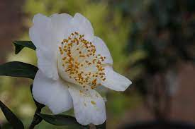 Kamelie Camellia Higo Mangetsu 06 04 2014 Camellia Planting Flowers Plants