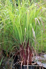 Image result for Cymbopogon nardus